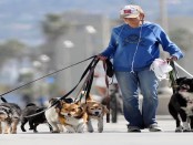 Lady walking several dogs