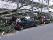 Trees fallen smashing cars